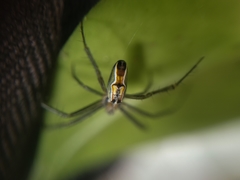 Mecynogea lemniscata