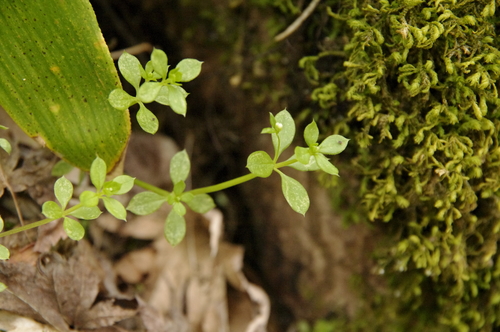 Galium kikumugura iNat (1)