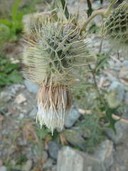 Cirsium chlorocomos