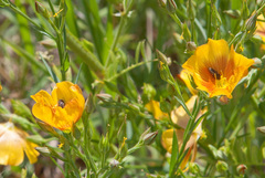 Acmaeoderini