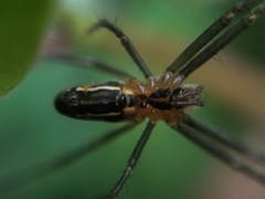 Mecynogea lemniscata