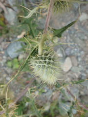Cirsium chlorocomos