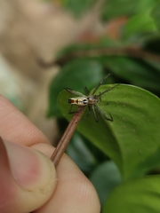 Mecynogea lemniscata