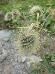 Cirsium chlorocomos