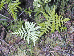 Pentagramma triangularis subsp. triangularis image