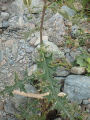 Cirsium chlorocomos