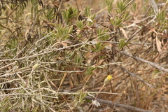 Haplopappus donianus