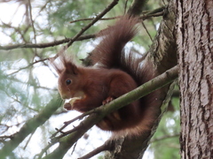 Sciurus vulgaris