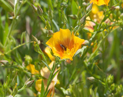 Acmaeoderini