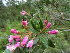 Bejaria