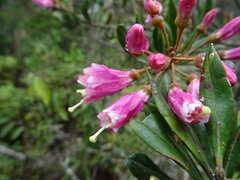 Bejaria