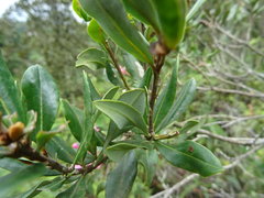 Bejaria