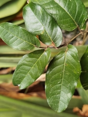 Piper tuberculatum