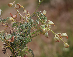 Astragalus inyoensis