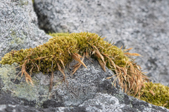 Deschampsia antarctica