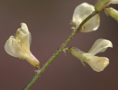 Astragalus inyoensis