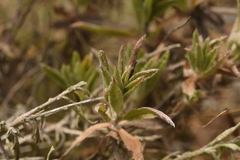 Haplopappus donianus