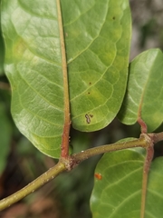 Piper tuberculatum