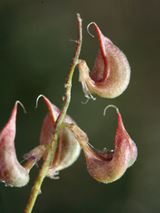 Astragalus inyoensis