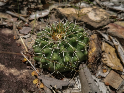 Discocactus fariae-peresii