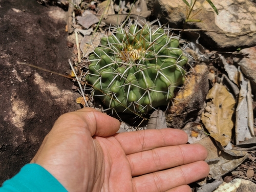 Discocactus fariae-peresii