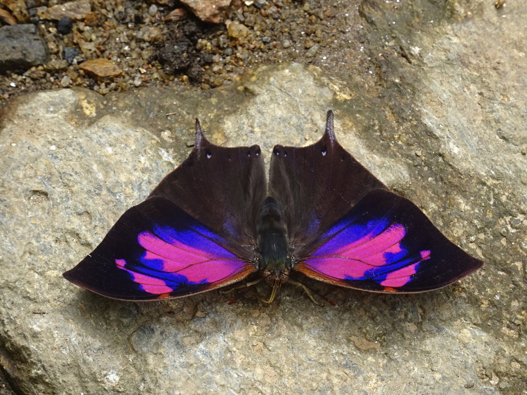 Leafwings