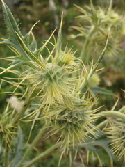 Cirsium chlorocomos