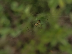 Mecynogea lemniscata