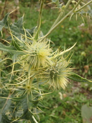 Cirsium chlorocomos