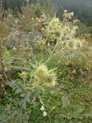 Cirsium chlorocomos