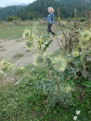 Cirsium chlorocomos