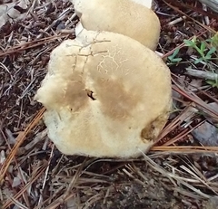 Tylopilus peralbidus