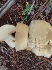 Tylopilus peralbidus