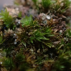 Ptychostomum creberrimum