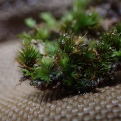 Ptychostomum creberrimum