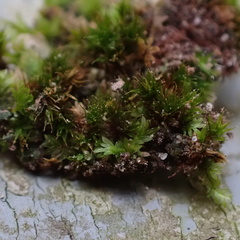 Ptychostomum creberrimum