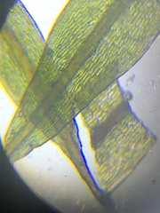 Ptychostomum creberrimum