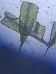Ptychostomum creberrimum