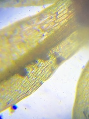 Ptychostomum creberrimum