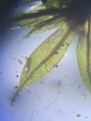 Ptychostomum creberrimum