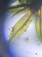 Ptychostomum creberrimum