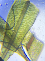 Ptychostomum creberrimum