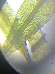 Ptychostomum creberrimum