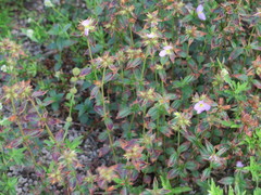 Pterolepis glomerata