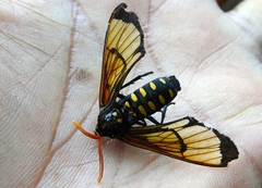 Isanthrene perboscii