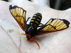 Isanthrene perboscii