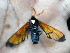 Isanthrene perboscii