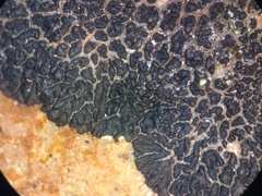 Acarospora molybdina