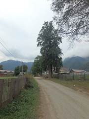 Pyrus communis caucasica