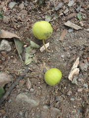 Pyrus communis caucasica
